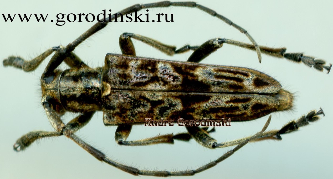 http://www.gorodinski.ru/cerambyx/Dystomorphus sp..jpg